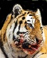 La Tigresse sanguinaire